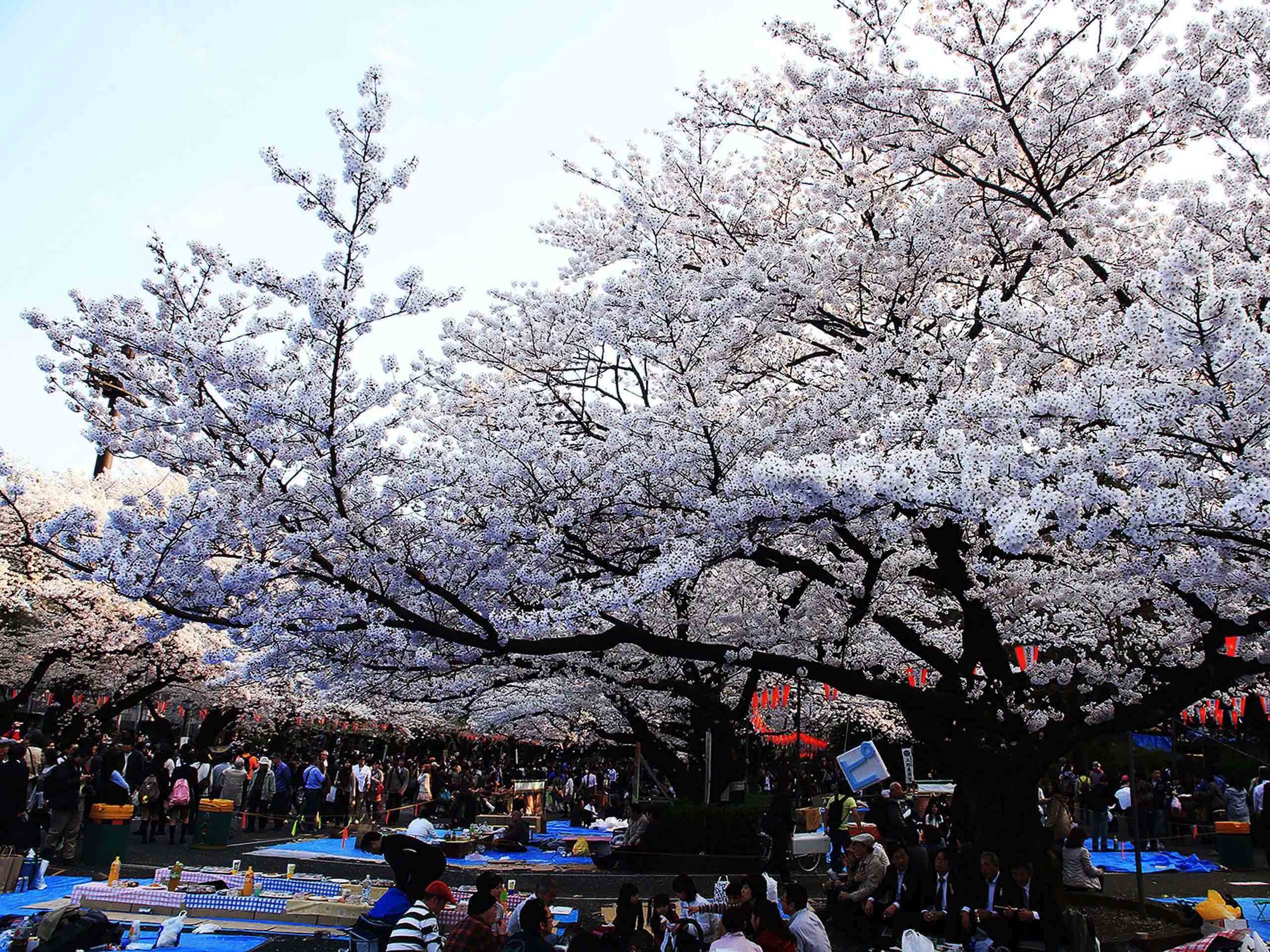 櫻花樹下 看盡日本400年近代史 東京上野公園 新活水