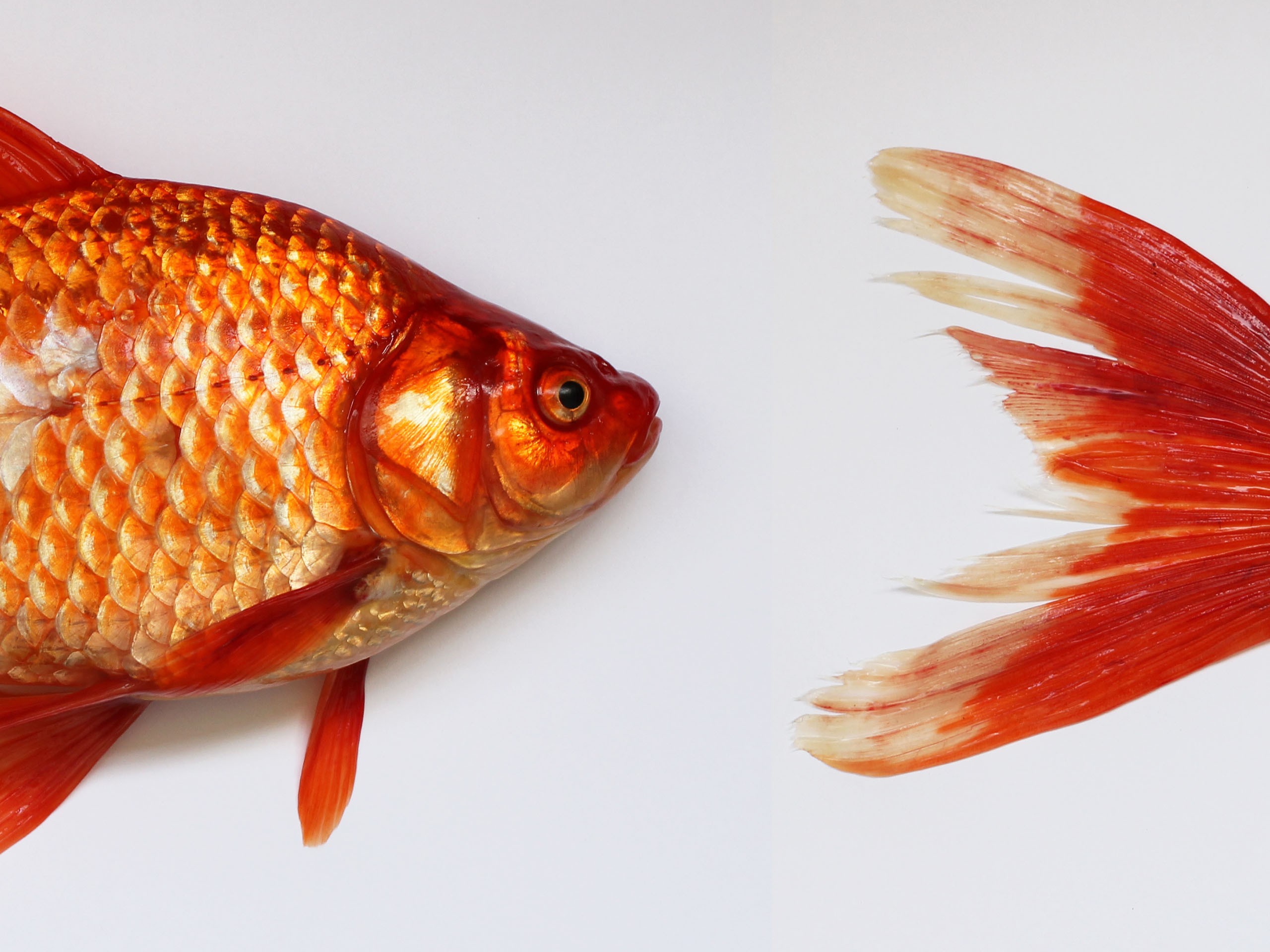 日本人為何愛金魚成痴 俳句中代表夏天的季語之一 新活水